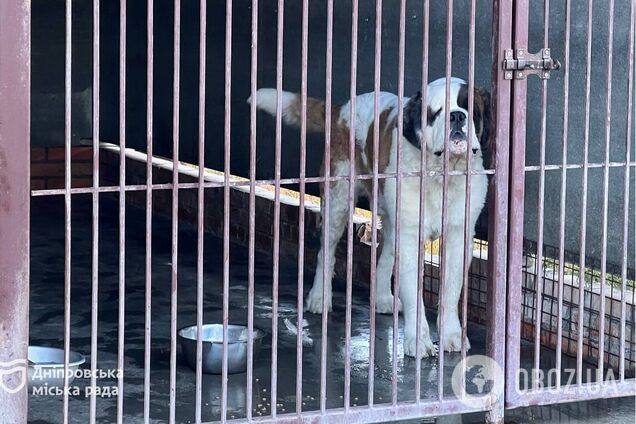 Оперируют, лечат, ухаживают: в Днепре рассказали о помощи животным, эвакуированным из опасных мест