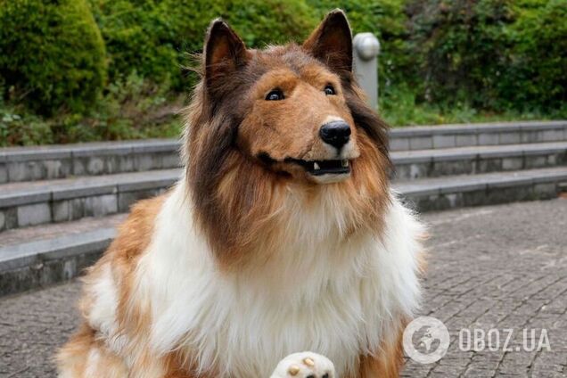 Мужчина потратил более $15 тысяч, чтобы стать 'собакой'. Фото и видео