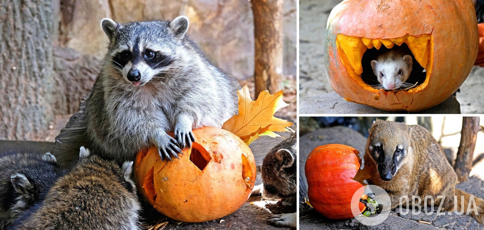 У Київському зоопарку тривають гарбузові вікенди