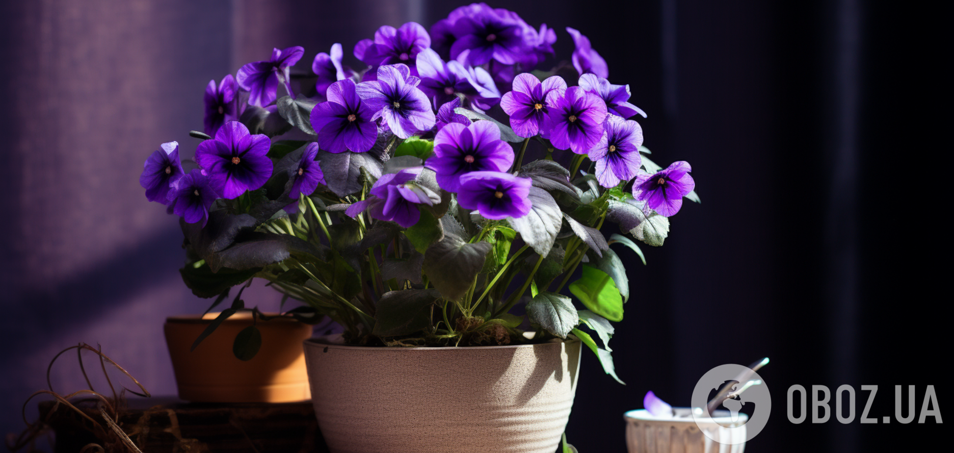 Добавляют уюта в доме: какие комнатные цветы цветут весь год