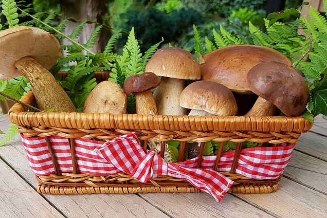 Сезонные грибы: чем полезны и кому категорически запрещено их употреблять