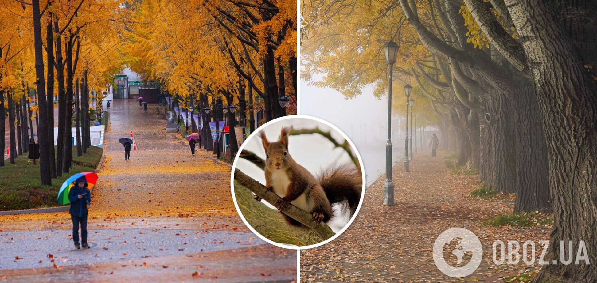 Кратковременные осадки и туман: синоптики дали прогноз погоды на вторник, 24 октября