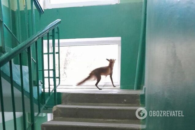 Лисиця бігала між поверхами будинку