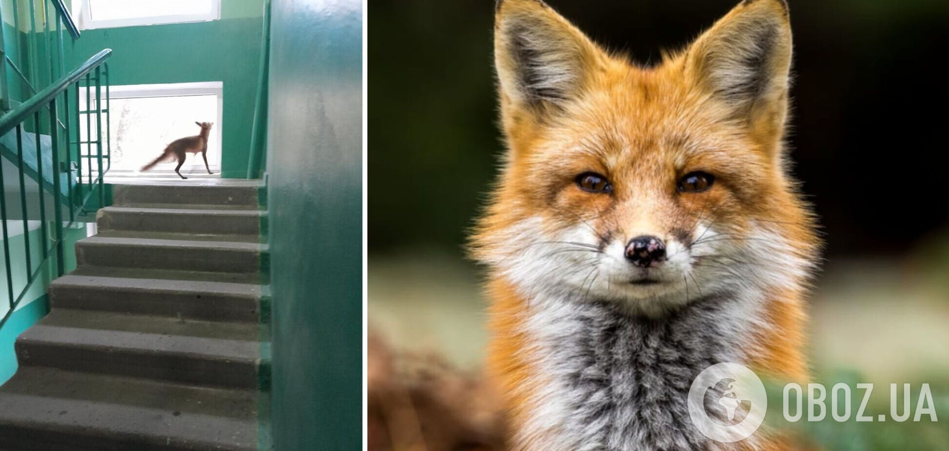 Лиса бегала между этажами дома