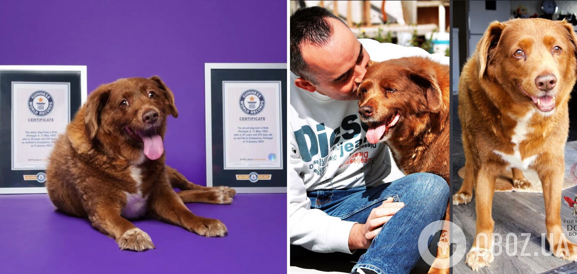 В Португалии умер самый старый пес в мире: сколько ему было лет. Фото