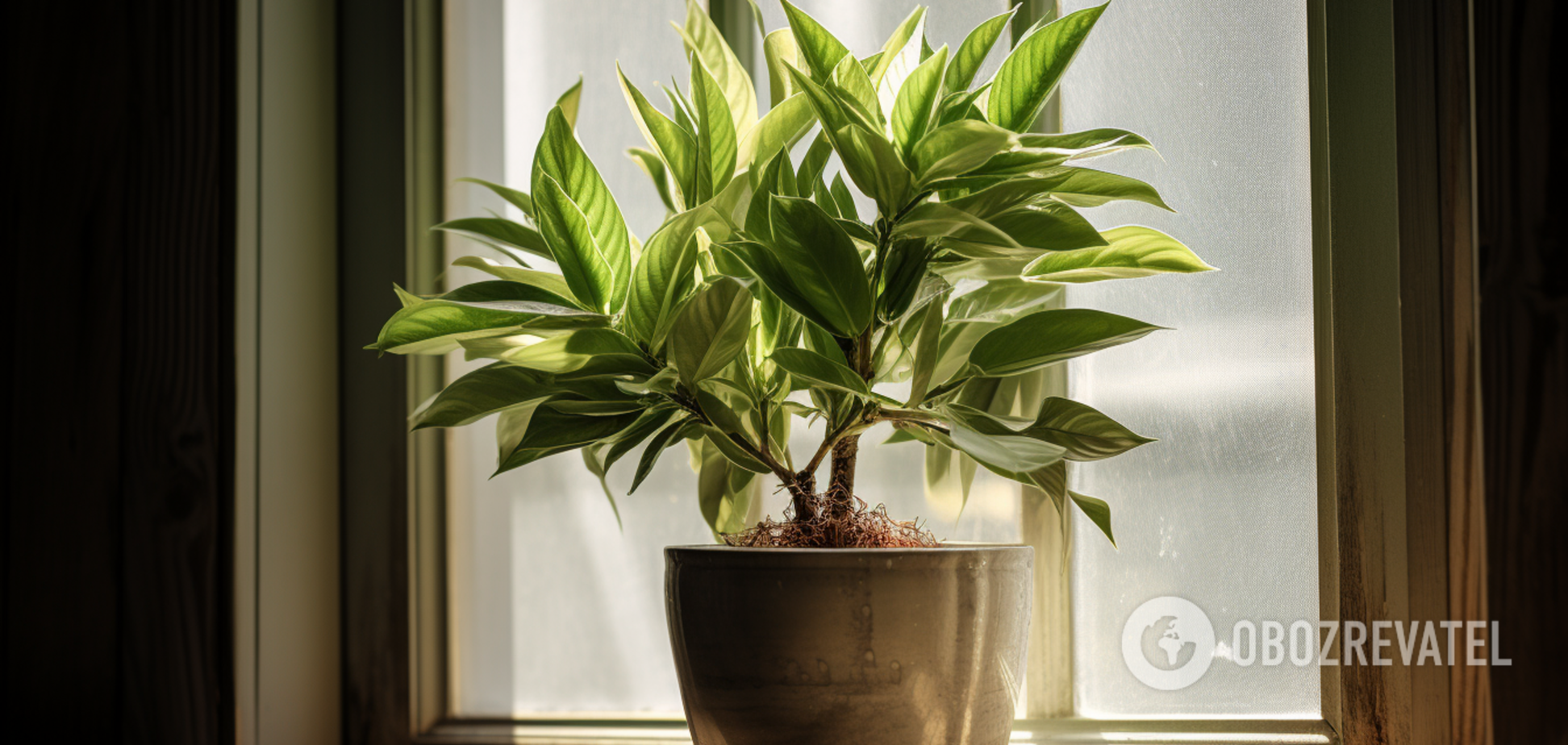 Як вивести цвіль із горщиків із квітами і не допустити появи у майбутньому: інструкція