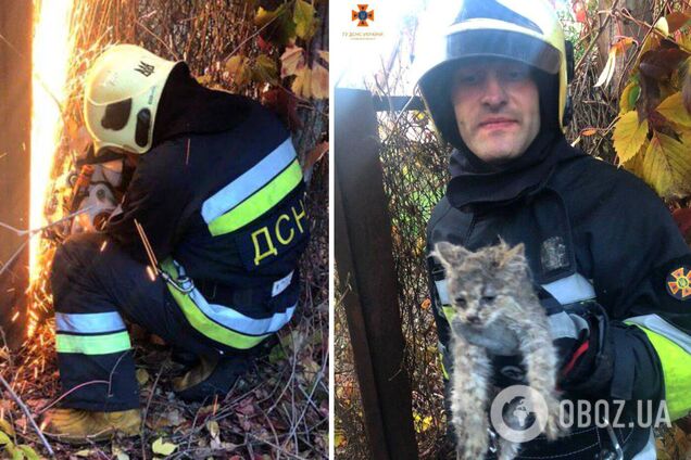 Бійці ДСНС врятували кошеня