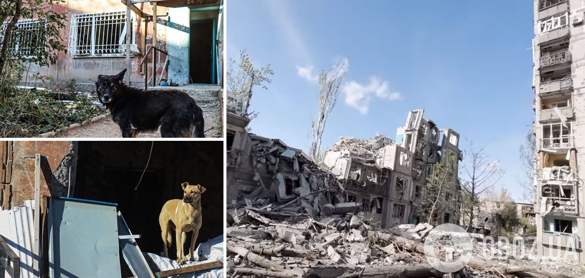 За миг до прилета почувствовал опасность: в Авдеевке собака спасла жизнь хозяину. Фото