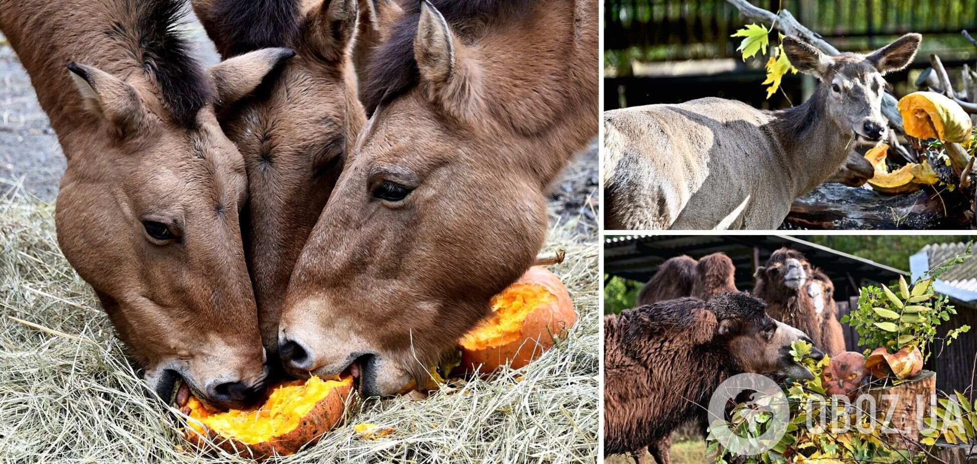 У зоопарку проведуть фінальний Гарбузовий вікенд