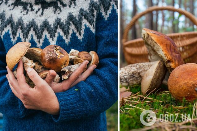 Куди вирушити по гриби в Україні: найкращі локації