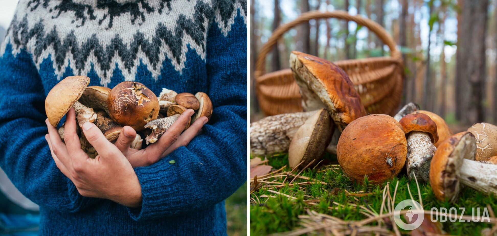 Куди вирушити по гриби в Україні: найкращі локації