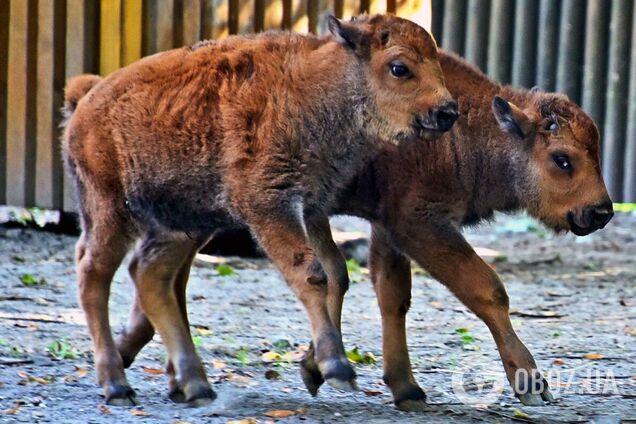 В Киевском зоопарке пополнение в семье бизонов