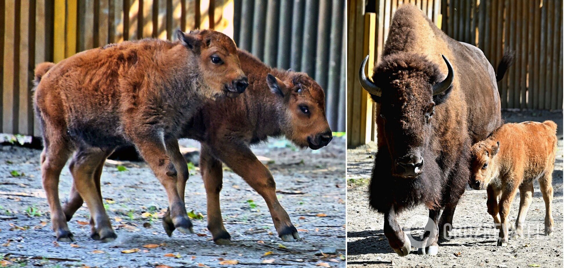 В Киевском зоопарке пополнение в семье бизонов