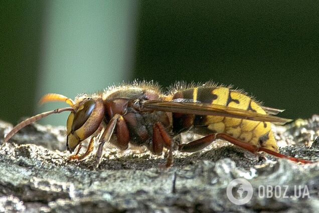 Мужчина умер от укусов шершней