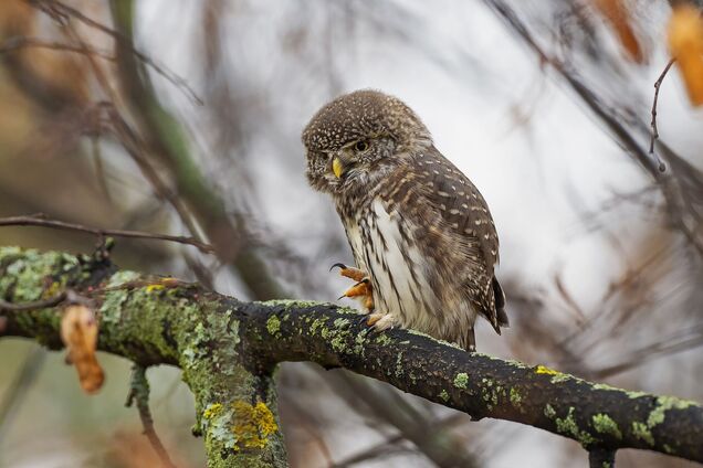 Сичик-горобець