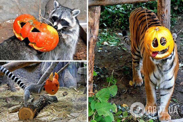Животные присоединились к празднованию Хэллоуина