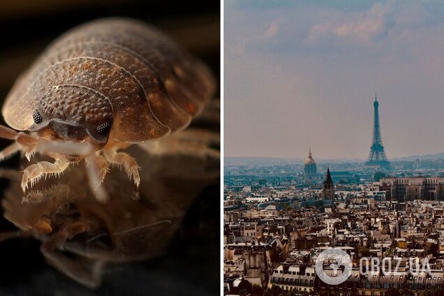 Париж атаковали клопы: они ползают в транспорте, кинотеатрах и больницах. Как Франция решает проблему