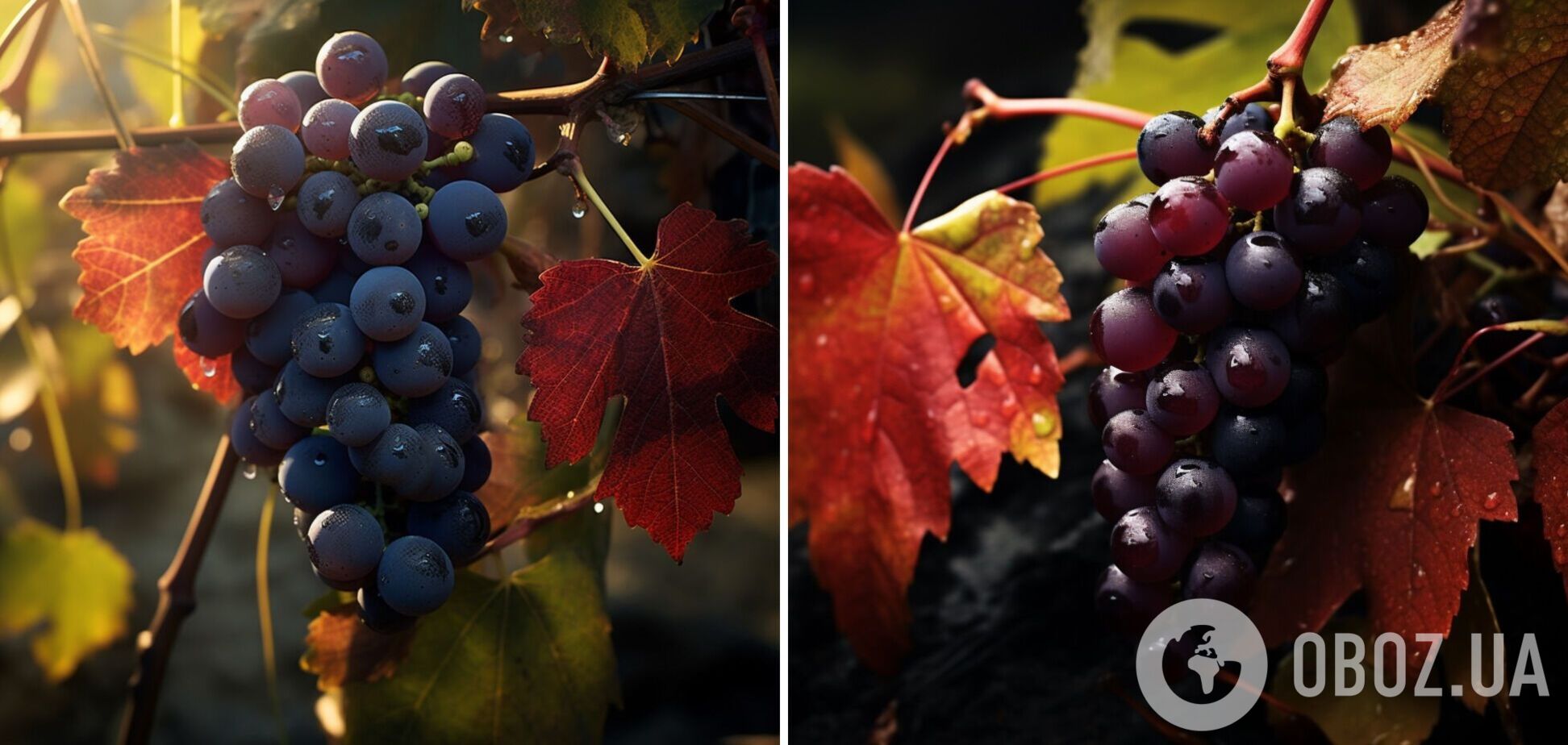 Як правильно вкривати виноград на зиму: які матеріали використати