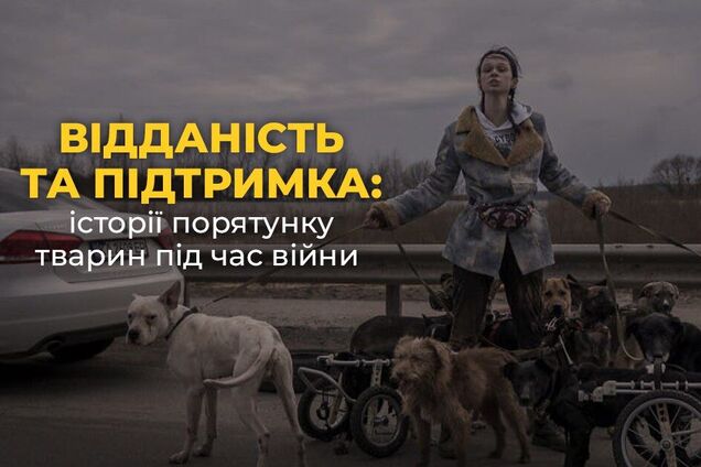 Відданість та підтримка: історії порятунку тварин під час війни у Музеї 'Голоси Мирних' Фонду Ріната Ахметова