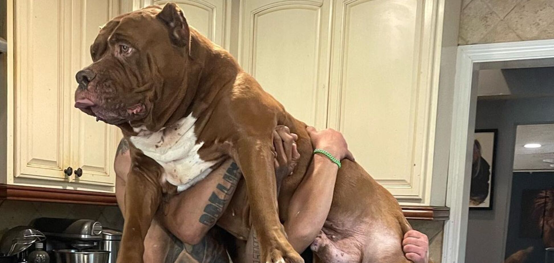Який вигляд сьогодні має найбільший пітбуль у світі Халк вагою 80 кг. Фото