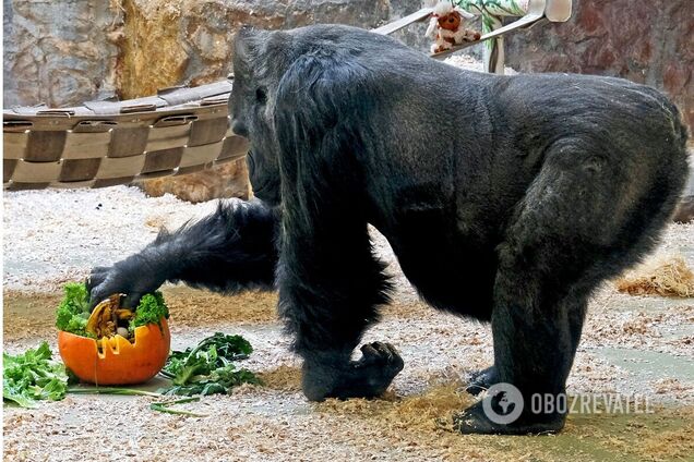 Горилле Тони устроят тыквенный уикенд