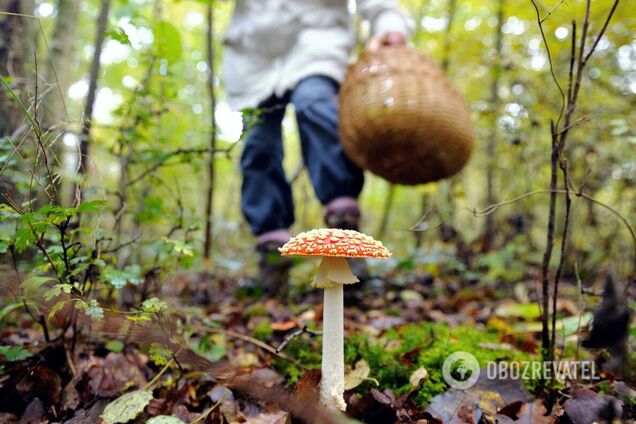 В столице участились случаи отравления грибами