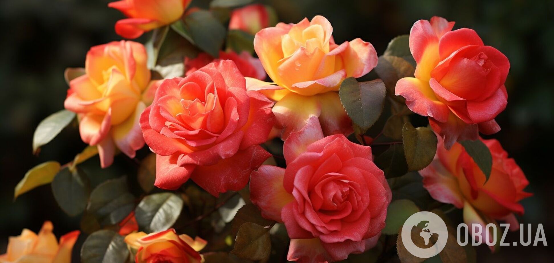 Як пересадити восени троянди: поради, що допоможуть вберегти рослини