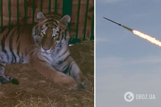 Ударилась від шоку: на Київщині через обстріл окупантів травмувалася тигриця. Відео