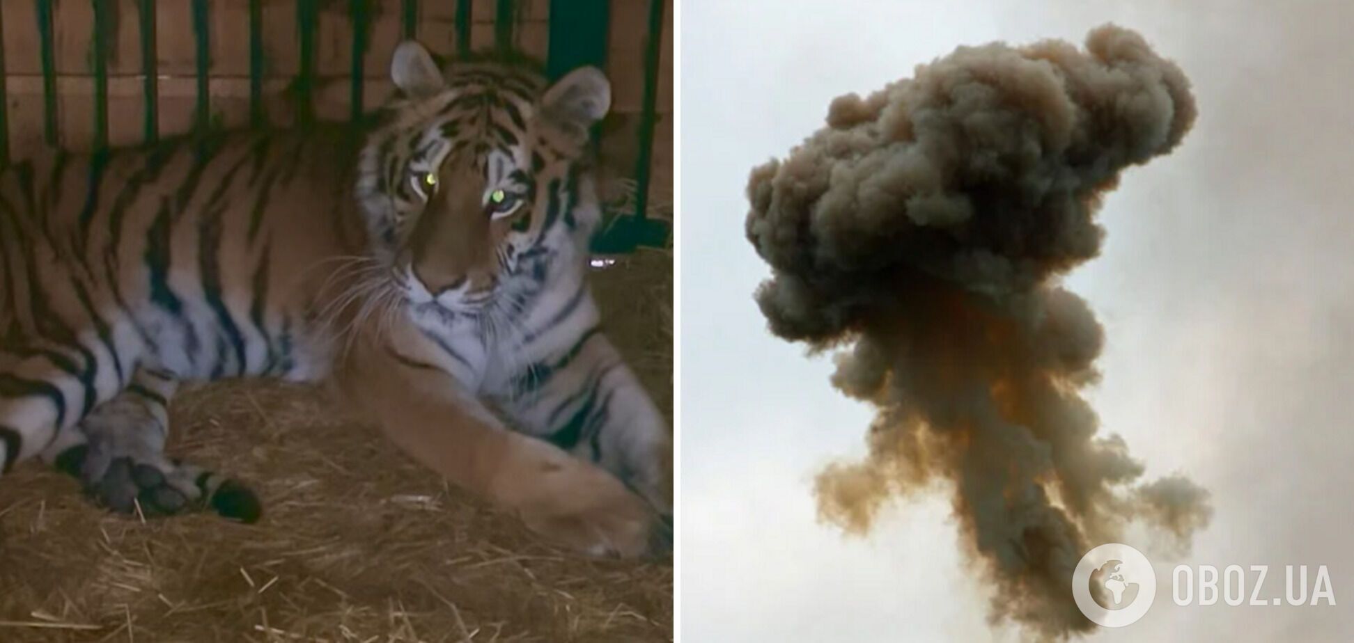 Врачи делают все возможное: стало известно о состоянии тигрицы, пострадавшей при обстреле Киевщины