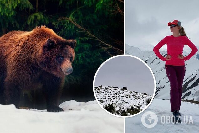 У Карпатах самотня туристка натрапила на величезного ведмедя. Відео зустрічі 