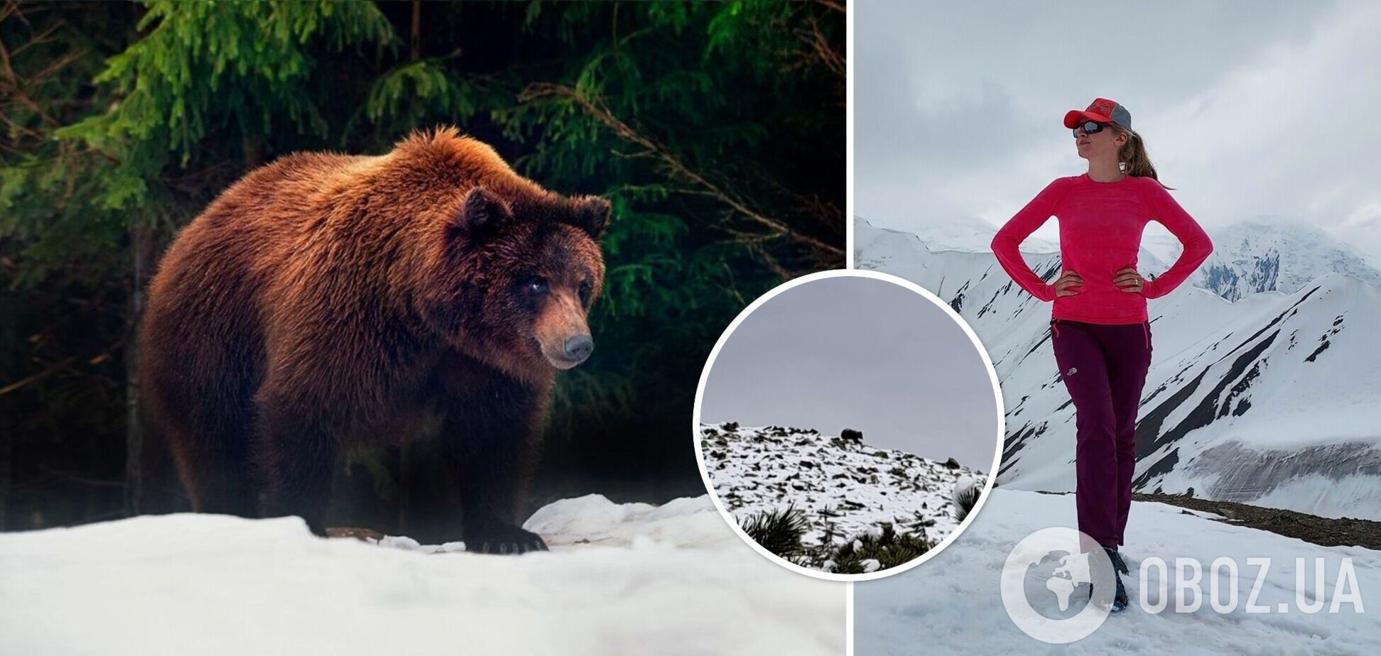 В Карпатах одинокая туристка натолкнулась на огромного медведя. Видео встречи
