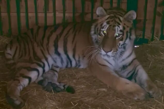 Животное уже вышло из вольера