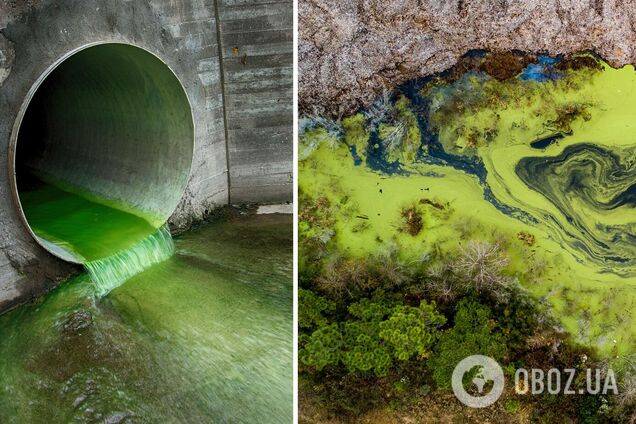 Cтворено штучний 'живий матеріал', який поглинає хімікати з води: це може стати порятунком для людства