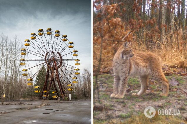 Рысь восстанавливает свою популяцию в Украинском Полесье