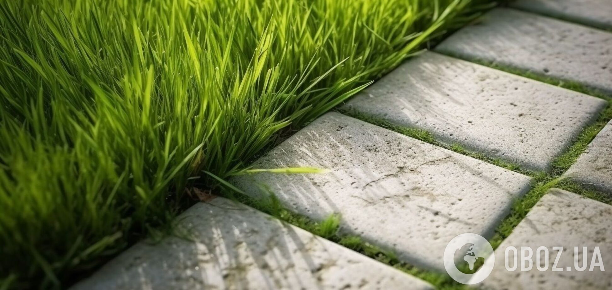 Як позбутися бур’яну між дворовою плиткою: названо ідеальний спосіб