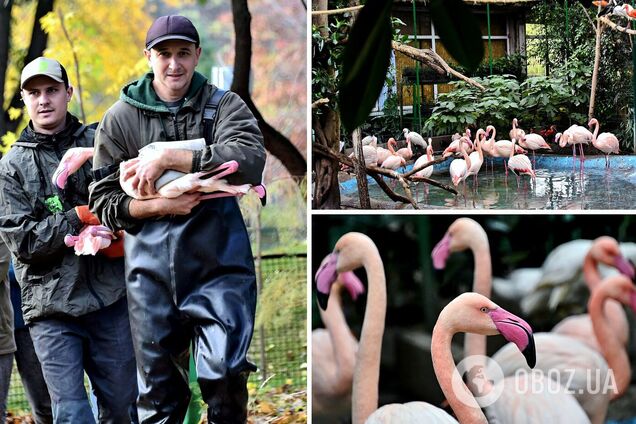 Птахів перенесли до зимового вольєру