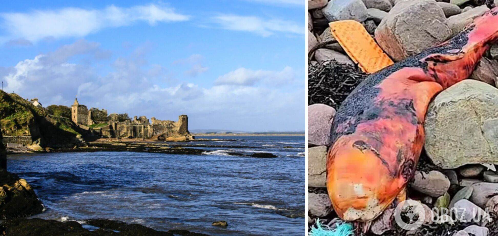 На узбережжя Британії викинуло моторошну помаранчеву істоту: експерти збентежені