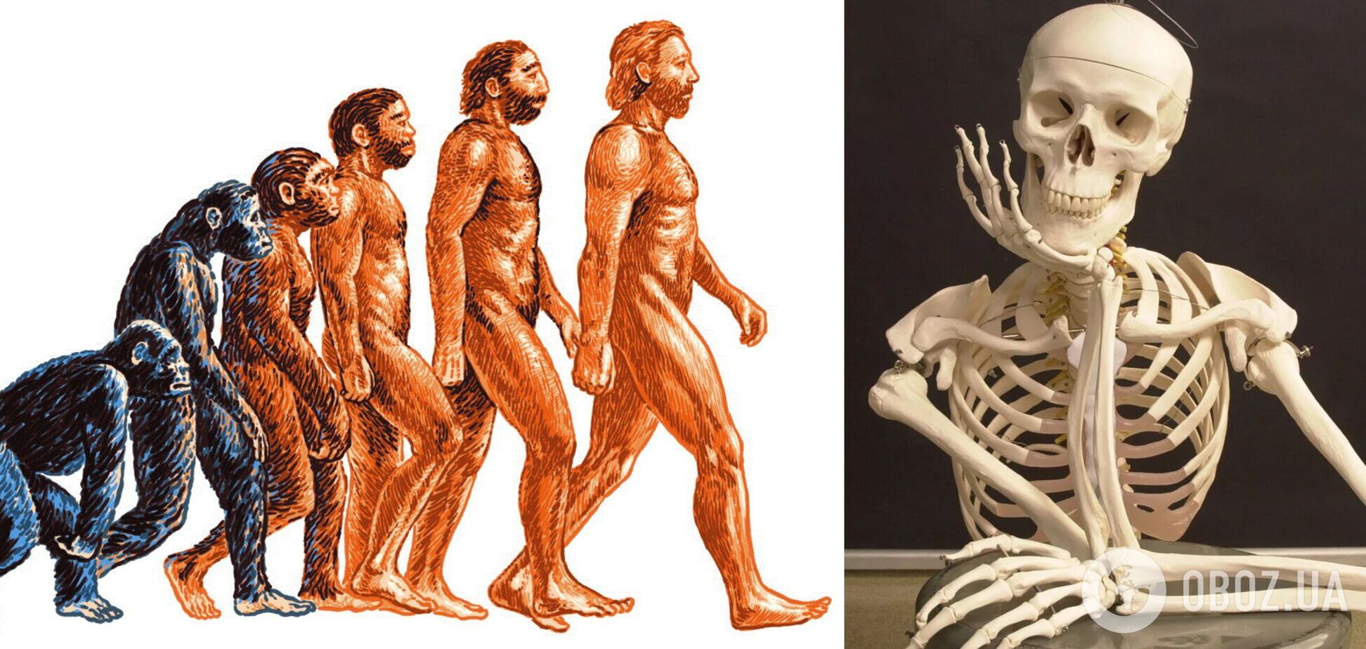 Что случилось бы с телом, если бы у людей не было костей: ученые ошеломили выводом