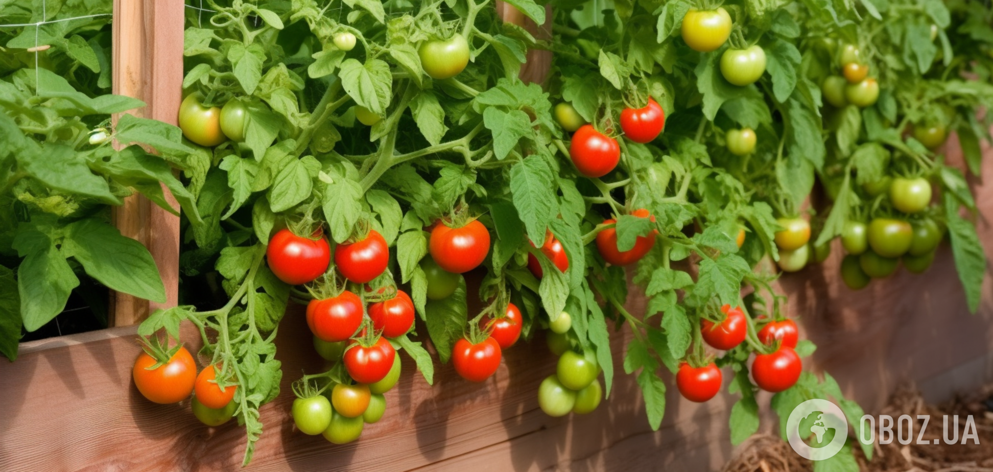 Китайские астронавты вырастили в космосе томаты и салат: это важно не только с точки зрения еды