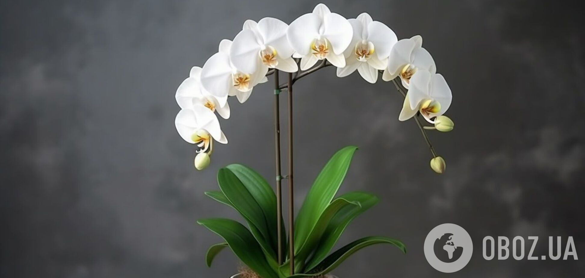Кухонные 'отходы' помогут орхидее преобразиться: чем стоит подкормить цветок
