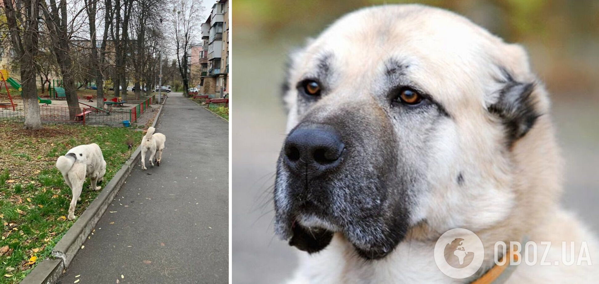 Собаки гуляют на улице без намордников