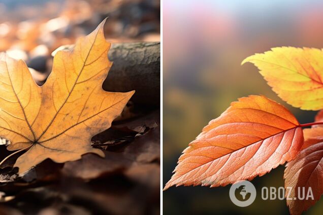 Почему осенью листья меняют цвет: простое объяснение, которое мало кто знает