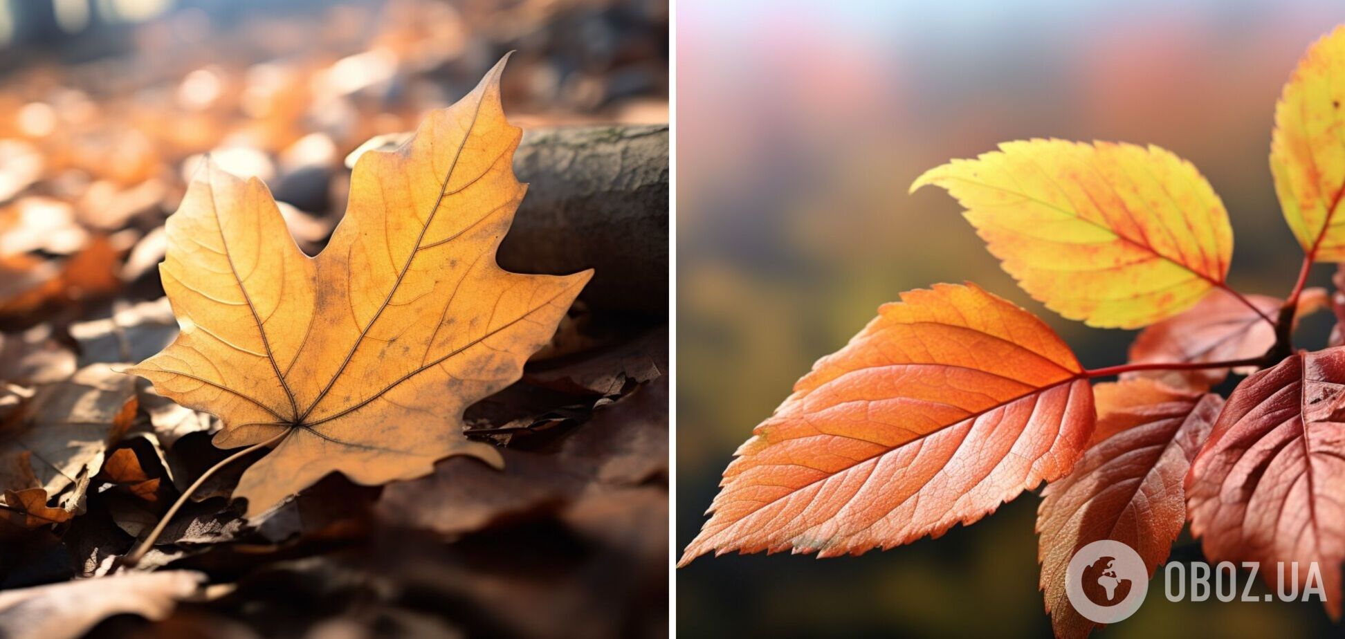 Почему осенью листья меняют цвет: простое объяснение, которое мало кто знает