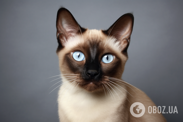 Сиамские коты меняют цвет шерсти: как и почему это происходит