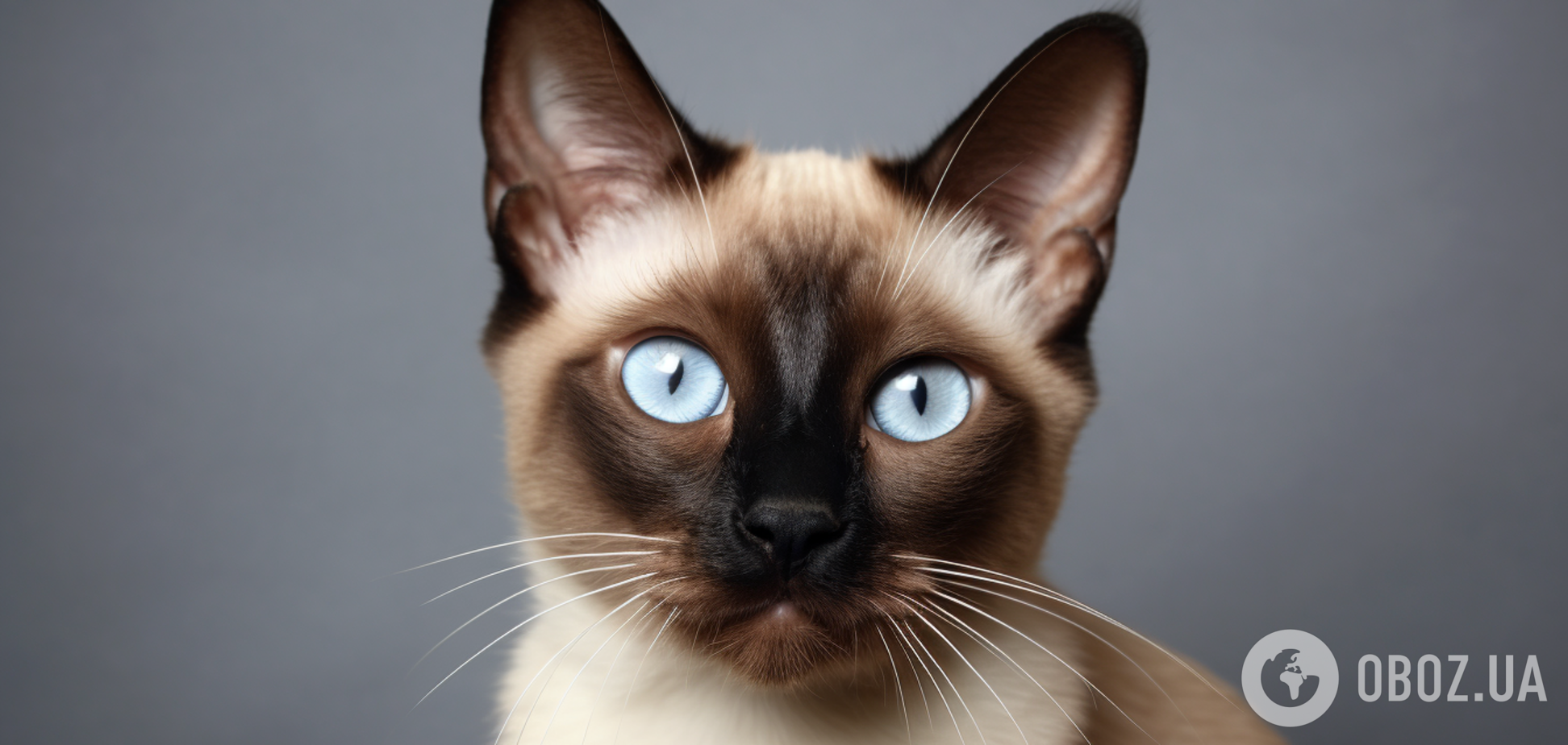 Сіамські коти змінюють колір шерсті: як і чому це відбувається