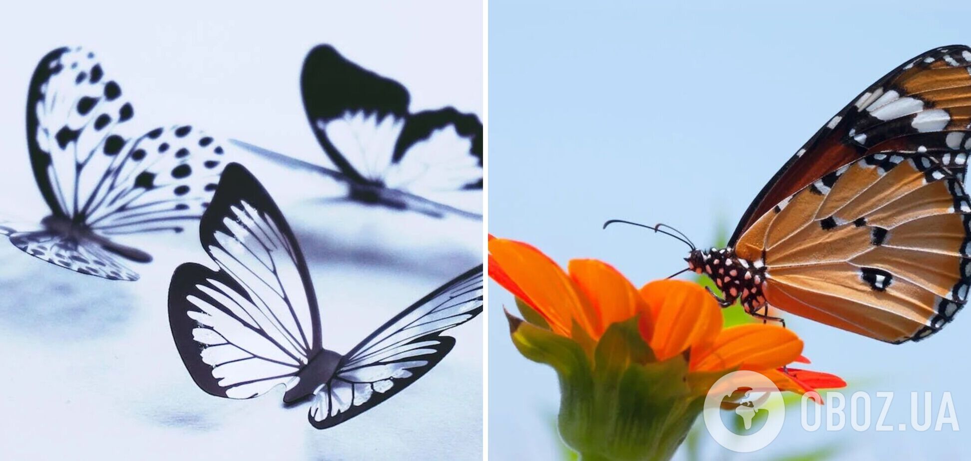 Найдите три отличия: головоломка, которая проверит вашу внимательность