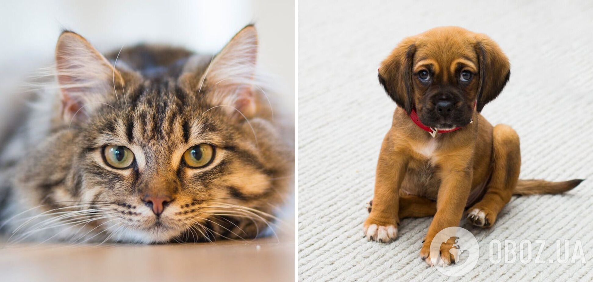 Як без проблем позбутися запаху кота чи собаки вдома: прості способи