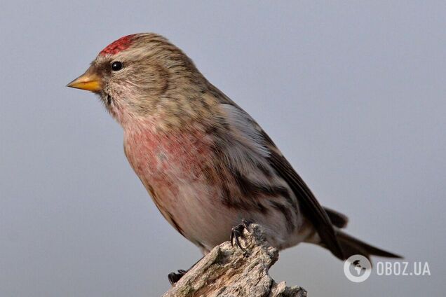 Птахи прилетіли до Зони на зимівлю