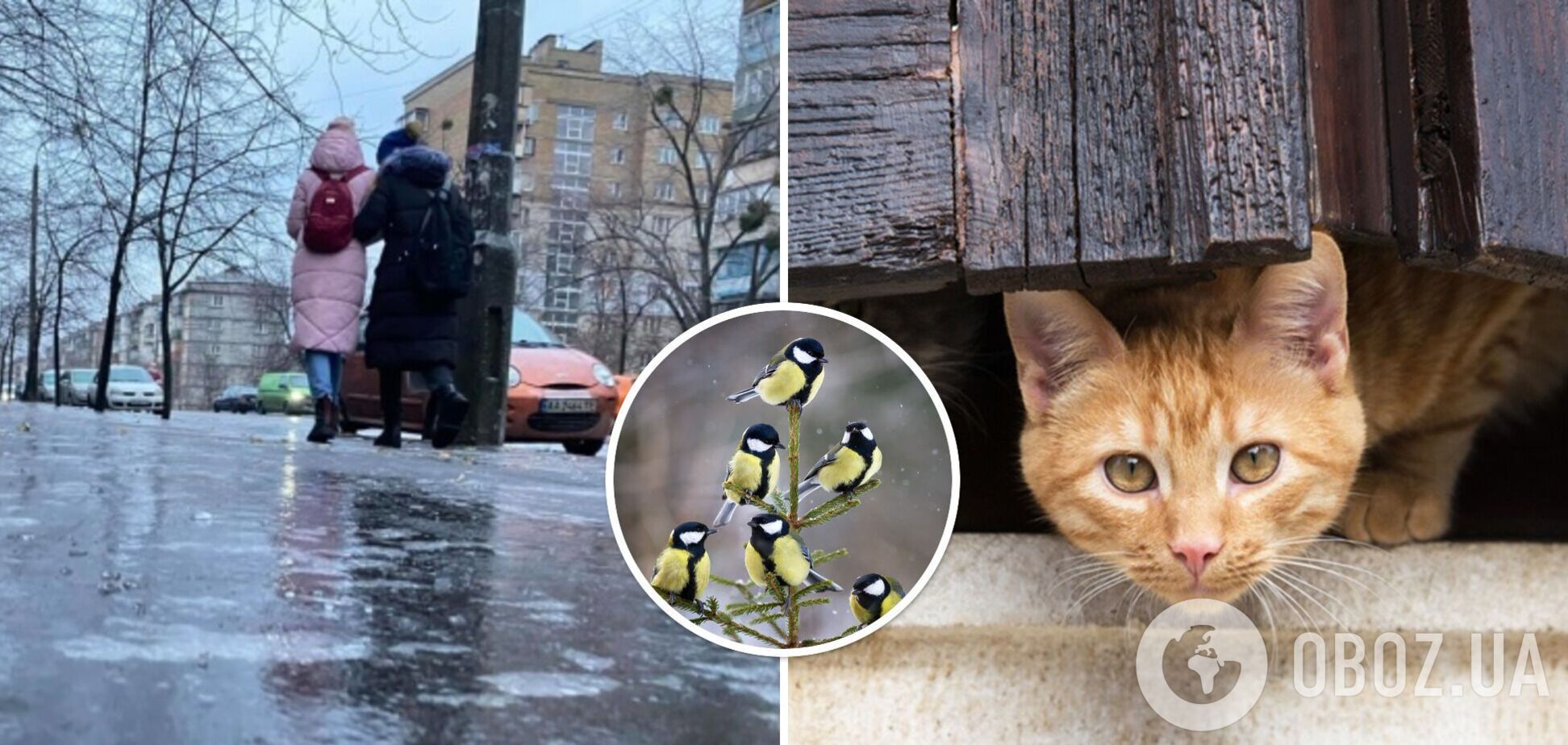 Майже без опадів, місцями ожеледиця: синоптики дали прогноз погоди на вівторок, 28 листопада