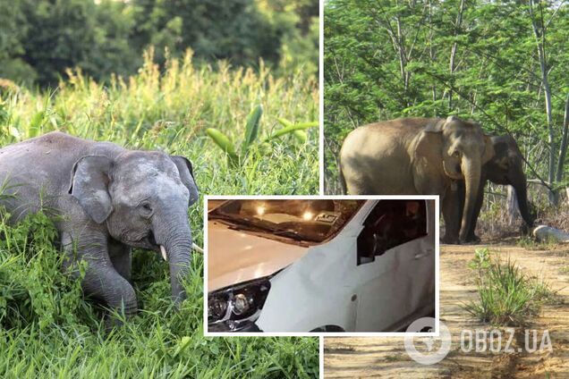 Стадо диких слонів у Малайзії розтоптало автомобіль, який збив їхнє слоненя. Фото